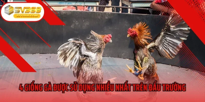 4 giống gà được sử dụng nhiều nhất trên đấu trường