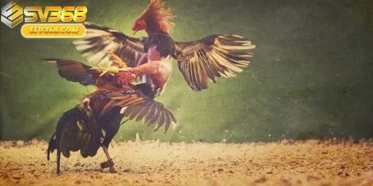 Kinh Nghiệm Chọn Kèo Đá gà Mỹ Sv368